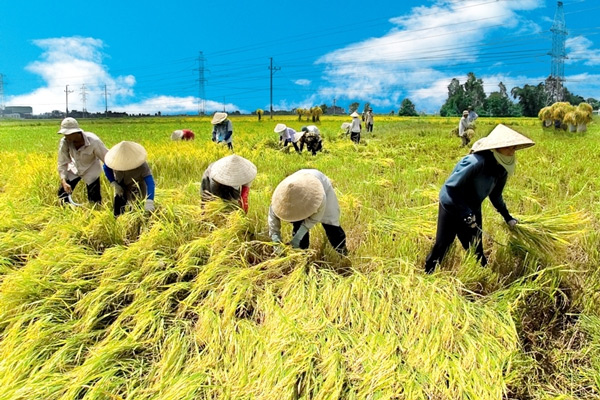 Sản phẩm trồng trọt thuộc mặt hàng không chịu thuế GTGT Sản phẩm trồng trọt thuộc mặt hàng không chịu thuế GTGT