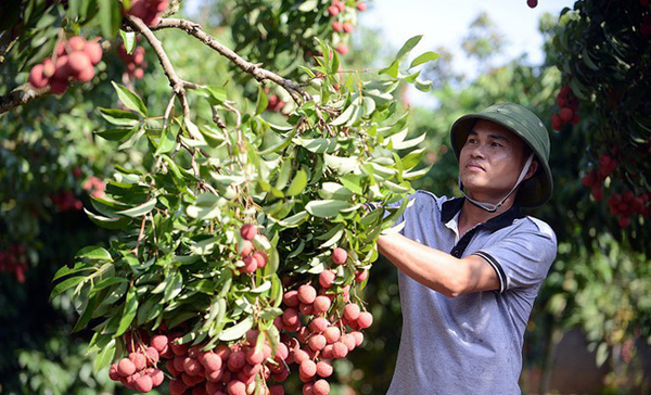 Thuế GTGT và thuế nhập khẩu là 2 loại thuế HTX phải nộp Thuế GTGT và thuế nhập khẩu là 2 loại thuế HTX phải nộp