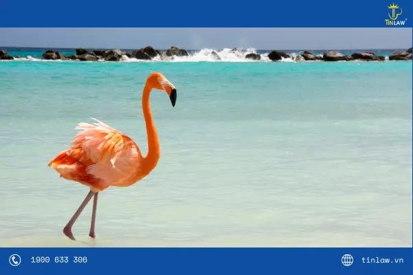 Ngành du lịch phát triển của Aruba - quốc gia thứ bảy các nước thuế thu nhập cá nhân cao nhất thế giới